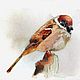 Watercolor on canvas Sparrow (brown gray white). Pictures. Pastelena. Online shopping on My Livemaster.  Фото №2