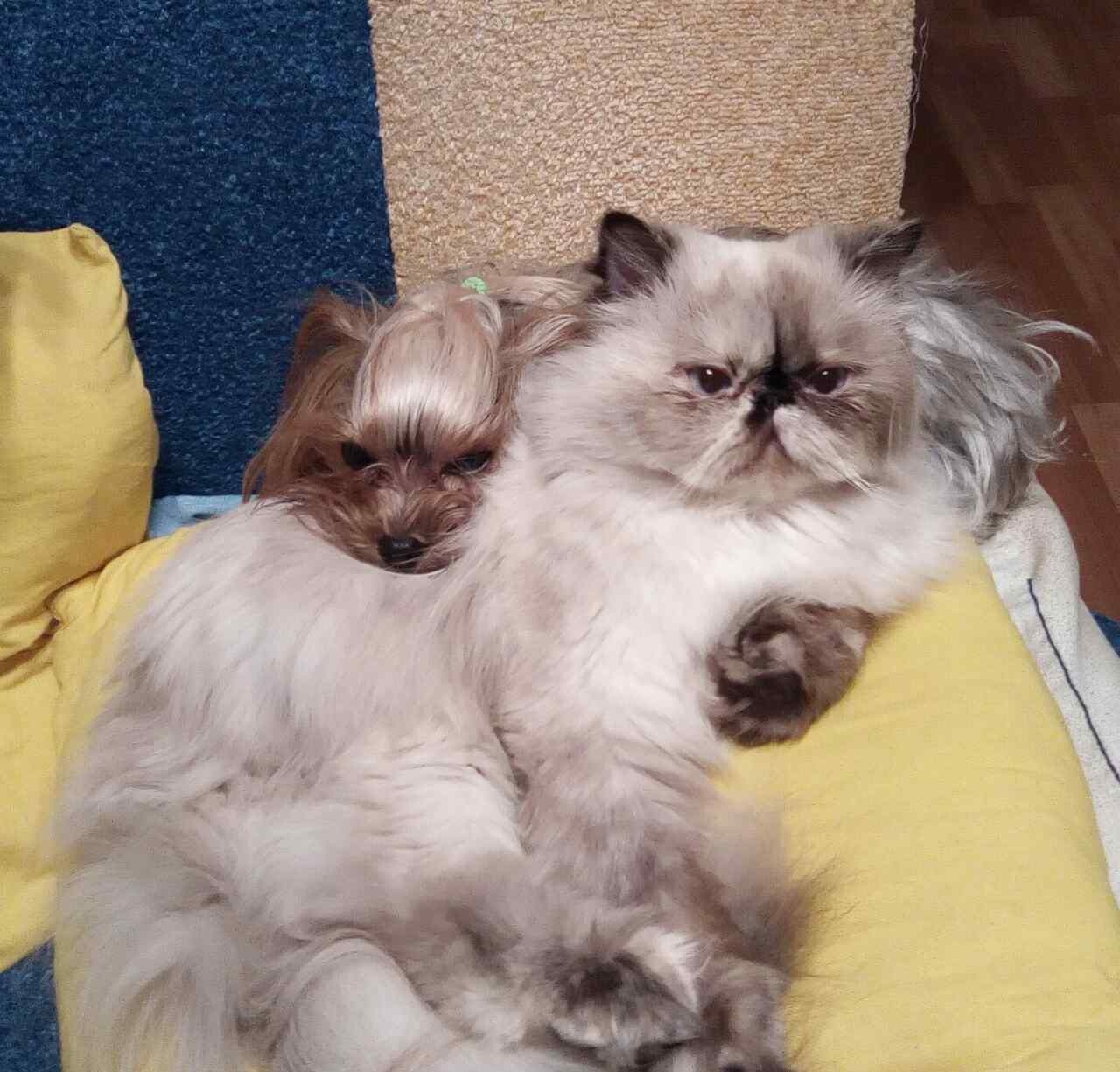 Мои помощницы