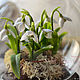 Interior composition with snowdrops. Composition. KG_flowers. Online shopping on My Livemaster.  Фото №2