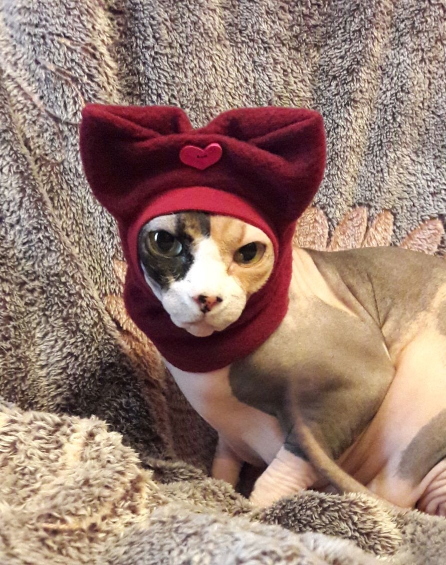Кошка сфинкс в шапке