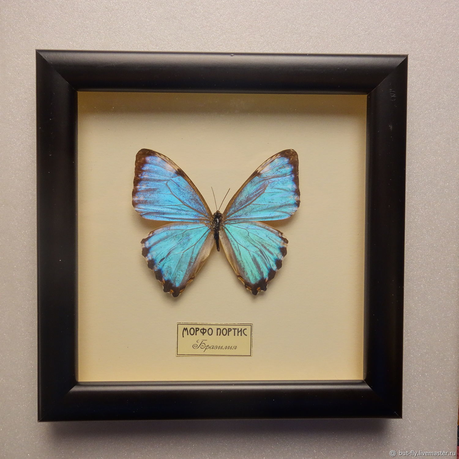 Бабочки в москве где. Бабочка Морфо Портис. Morpho Eugenia Butterfly. Коллекция бабочек Морфо. Коллекция бабочек морфид.