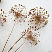 Букет сухоцветов гелихризум. Гелихризум на стебле