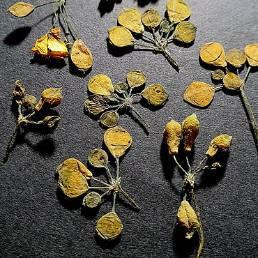 Материалы для творчества ручной работы. Ярмарка Мастеров - ручная работа Чистотел в бутонах. Handmade.