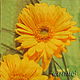 9pcs napkin for decoupage flowers calendula Daisy print, Napkins for decoupage, Moscow,  Фото №1