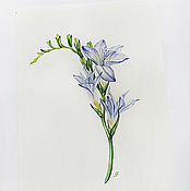 Картины и панно handmade. Livemaster - original item Freesia, Botanical watercolour. Handmade.