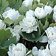 Духи Gucci Bloom : Жасмин и Тубероза. Духи. Морошка и Розмарин (Надежда). Интернет-магазин Ярмарка Мастеров.  Фото №2