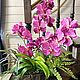 Орхидеи в кашпо. Комнатные растения. buket.buffet.decor/ Lana R. Ярмарка Мастеров.  Фото №4