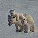 Family of polar bears. Felted Toy. home zoo (almaz63). Online shopping on My Livemaster.  Фото №2