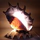 Светильник Лямбис Трунката  на Тридакне 22,3*19, Настенные светильники, Гаспра,  Фото №1