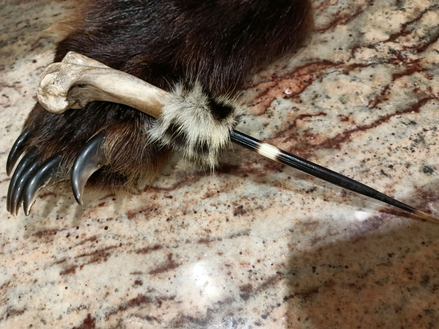 Игла Дикобраза купить в интернет-магазине Ярмарка Мастеров по цене 2500 ...