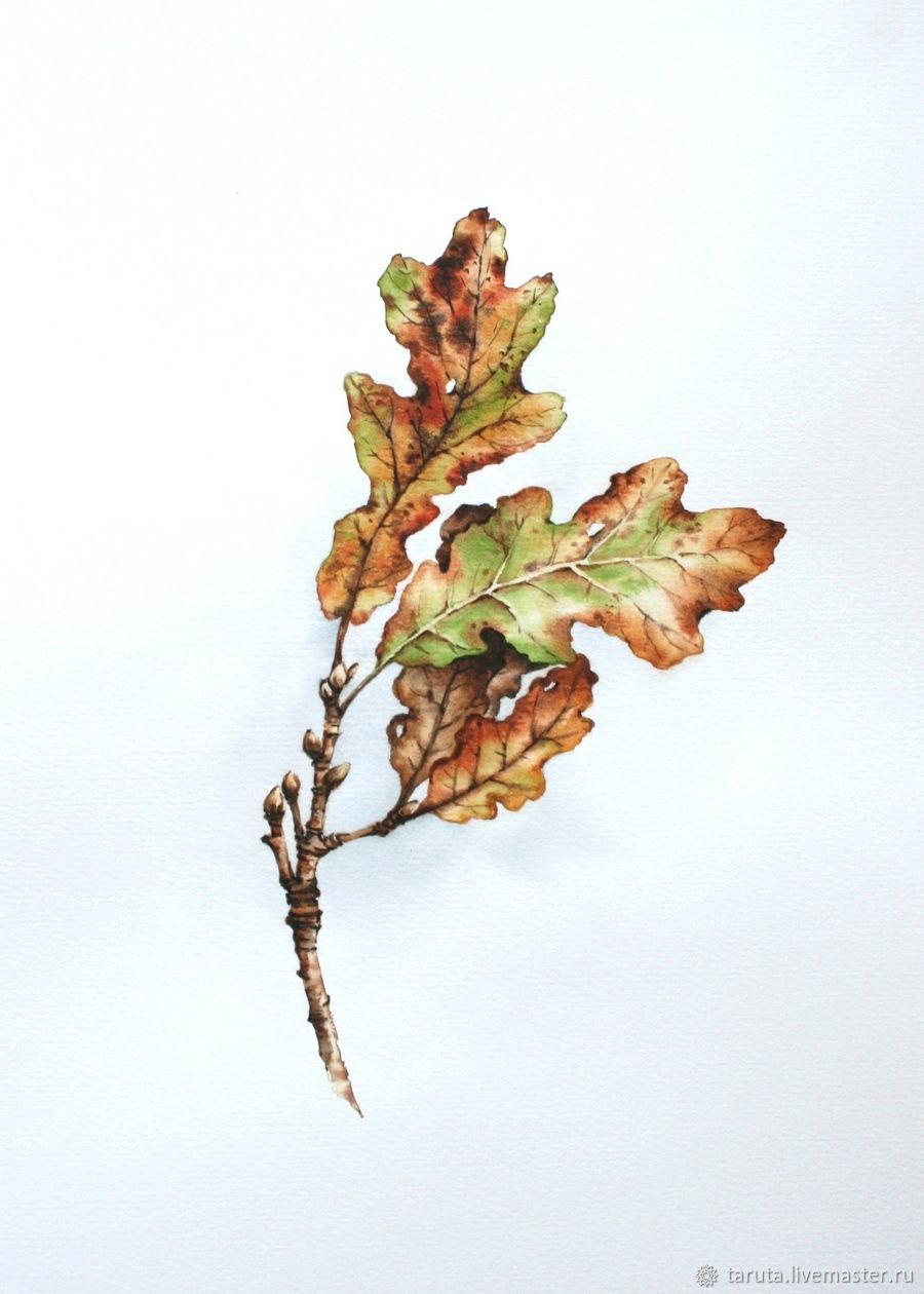 дубовый лист, раскраски листьев, raskraska oak leaf