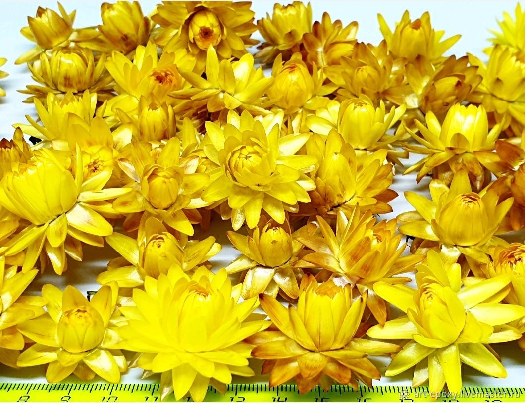 Набор сухоцветов "Гелихризумы" – купить на Ярмарке Мастеров – L9GBORU | Сухоцветы, Волгоград
