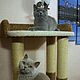 Order House cat "Chord". Workshop for dogs and cats. Livemaster. . Scratching Post Фото №3