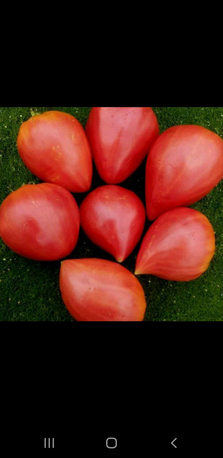 томат сердце австрии характеристика и описание сорта