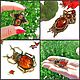 Insect Beetle jewelry Beetle brooch Insect brooch Stone amber jewelry. Brooches. BalticAmberJewelryRu Tatyana. My Livemaster. Фото №6
