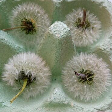 Сушеные цветы одуванчика
