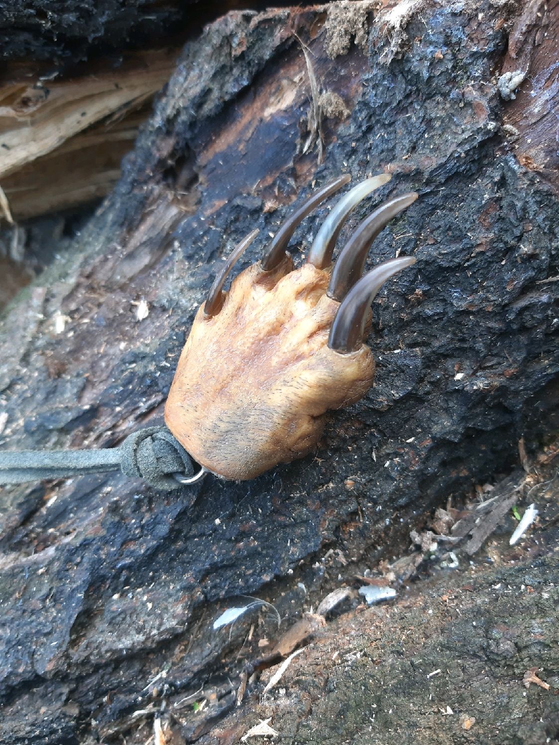 Индийский медоед. Росомаха сибирская когти. Медоед. Когти медведя. Когти барсука.