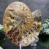 Сувениры и подарки handmade. Livemaster - original item Ammonite is a natural fossil. An unusual gift. art 675. Handmade.
