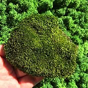 Цветы и флористика handmade. Livemaster - original item Stabilized moss plush tussock (0,5 kg) from the manufacturer. Handmade.