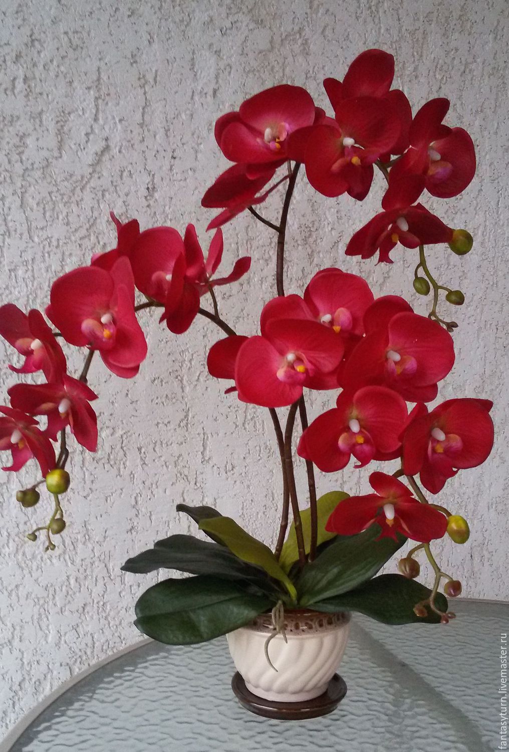 Купить орхидею в чебоксарах. Орхидея фаленопсис. Фаленопсис красный. Красный фаленопсис фаленопсис. Орхидея фаленопсис Формидабло.