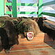 Ковер -  медведь бурый, Ковры для дома, Плесецк,  Фото №1