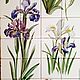 Tiles and tiles: Kitchen apron Irises No. №1. Tile. Flera Daminova Rospis farfora. (artflera). Ярмарка Мастеров.  Фото №5