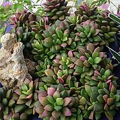 Цветы и флористика handmade. Livemaster - original item Succulent anacampseros rufescens seeds 3 pcs plant. Handmade.