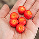 tomato, Miniature figurines, Kovrov,  Фото №1