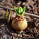 Brooch-bulb 'Hyacinth', Pendants, Moscow,  Фото №1