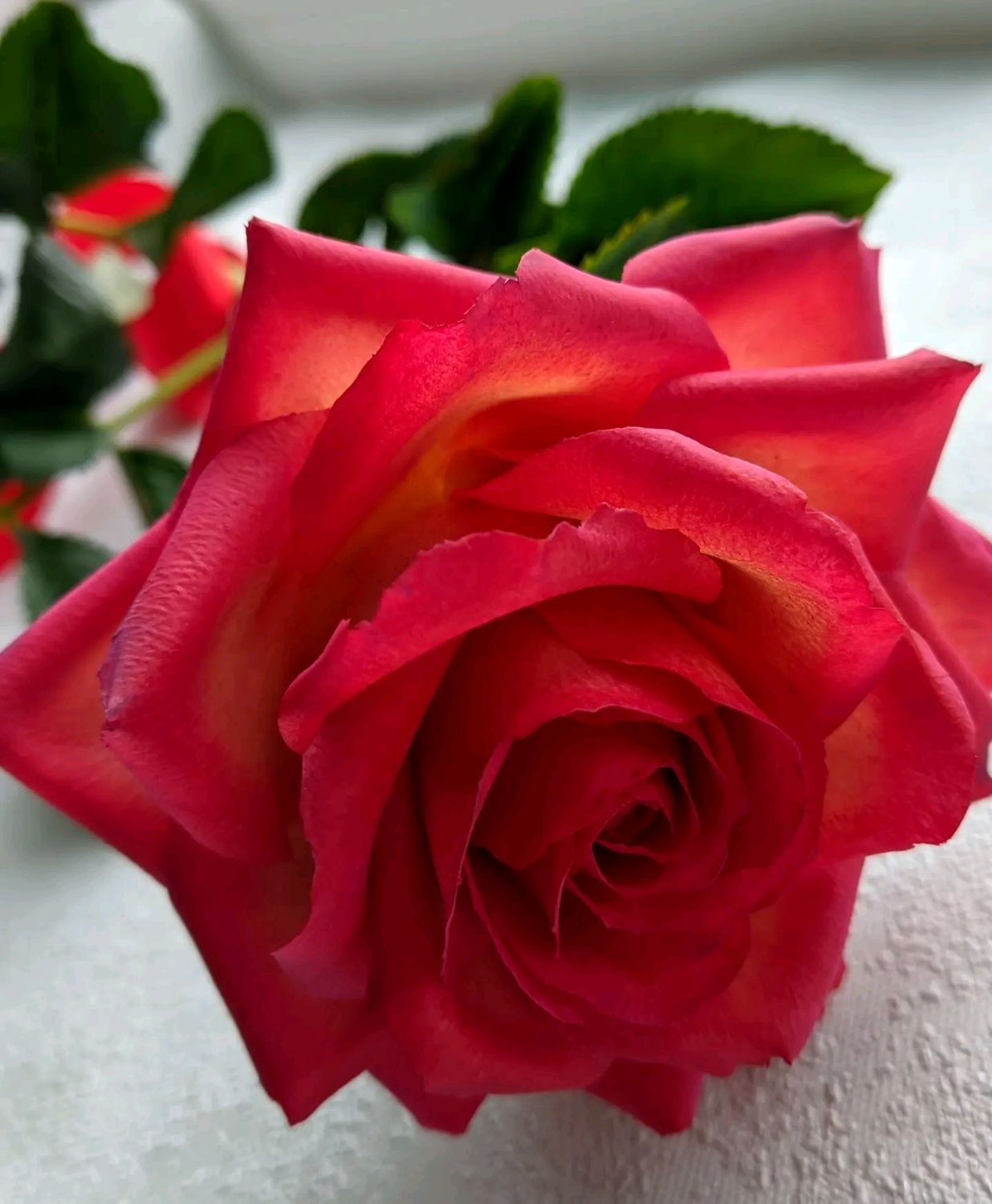 Красная роза из холодного фарфора, Цветы, Рязань,  Фото №1