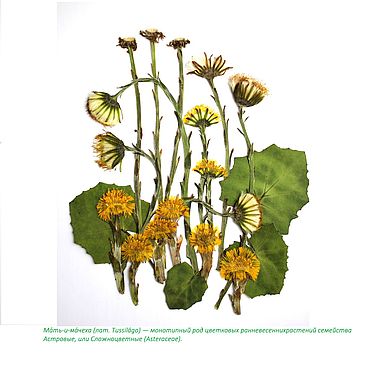 Заказать гербарий растений через интернет