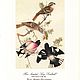 Винтаж: Audubon Гравюры #4 Птицы/цветы гравюры винтаж интерьер. Картины винтажные. Gala-presents. Ярмарка Мастеров.  Фото №5