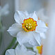 Нарциссы из полимерной глины, Цветы, Саранск,  Фото №1