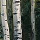 Oil painting ' birch grove on a Sunny day». Pictures. letymary (letymary). Online shopping on My Livemaster.  Фото №2