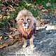 Order Just a King / Lion felted from wool / Lion. Woolen Zoo. Livemaster. . Felted Toy Фото №3