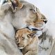 The watercolor paintings and the Lioness (beige grey lions of mother and child). Pictures. Pastelena. My Livemaster. Фото №4
