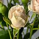 Кустовые розы сорта яна. Элементы интерьера. Николаева Ирина. Created flowers.. Ярмарка Мастеров.  Фото №6