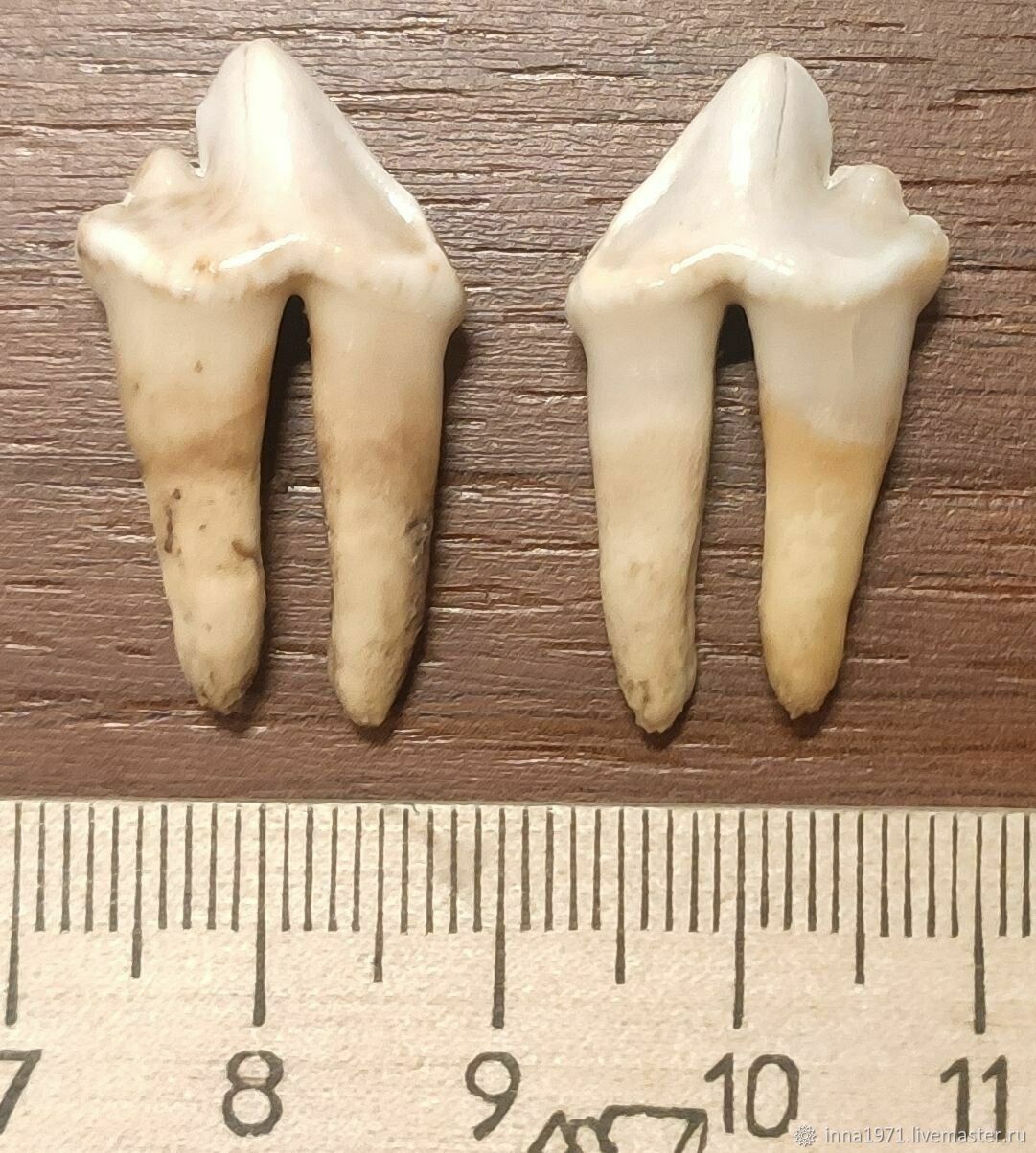 зубы волка фото