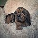 Realistic Stuffed Animal: Bloodhound Puppy, Stuffed Toys, Karpinsk,  Фото №1