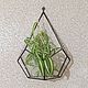 Order Wall-mounted florarium drop. tiffanarium (Tiffanarium). Livemaster. . Florariums Фото №3