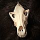 The skull of a real Wolf(With fangs),free shipping,processed. Ritual attributes. h-a-n--t-e-r. My Livemaster. Фото №5