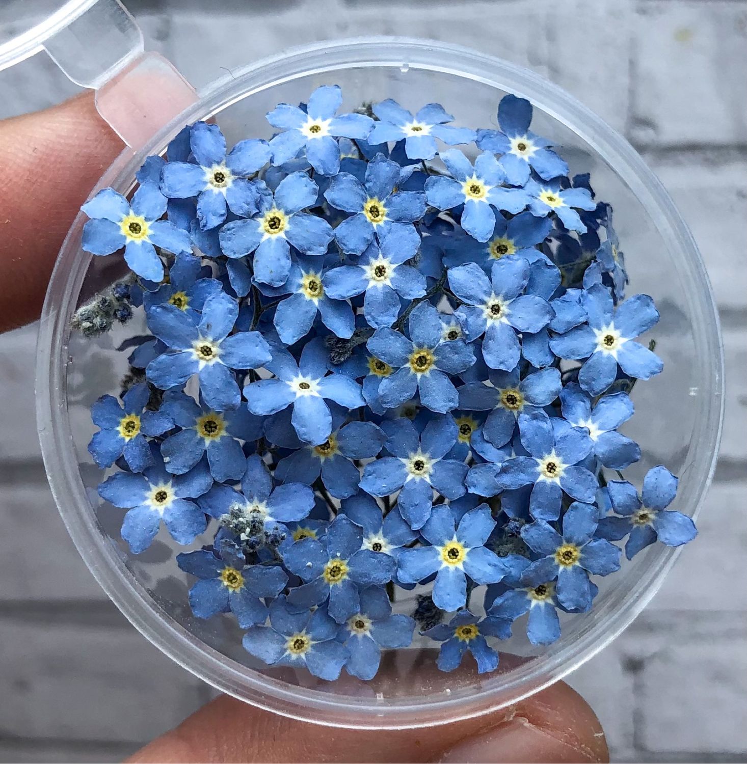 Сухоцветы. Незабудки крупные (2023) купить в интернет-магазине Ярмарка ...