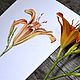 Watercolor painting 'Lily', Pictures, Kansk,  Фото №1