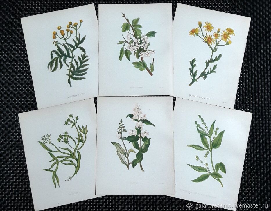 вечеринка в стиле очкарики. жуковский ботаника 1949. мебель оттиски ботаника. три ботаника. Streber.