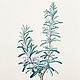 Botanical watercolor, Rosemary, Pictures, Moscow,  Фото №1