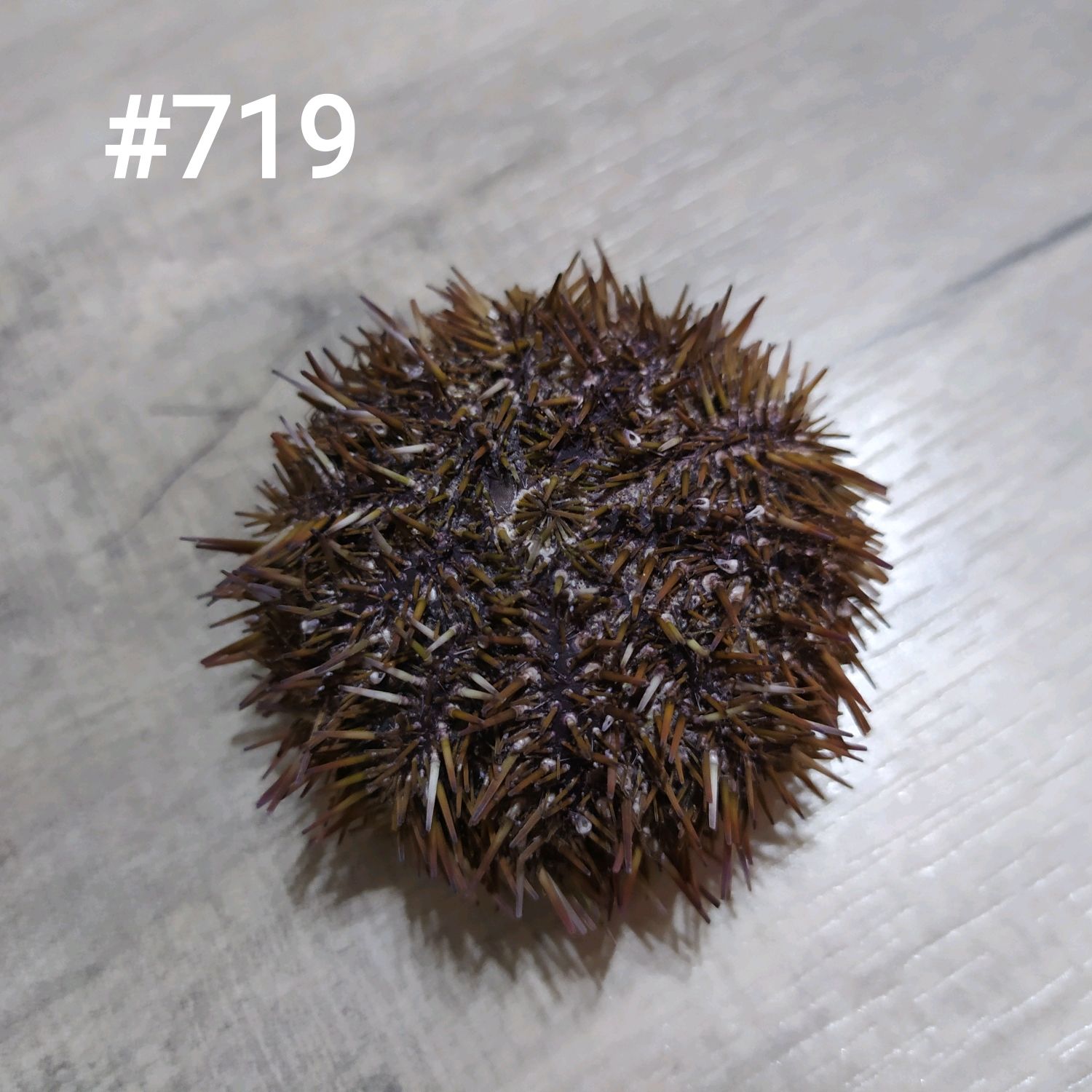 Панцирь морского ежа купить в интернет-магазине Ярмарка Мастеров по ...