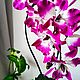 Flower-night light of the orchid 'Tiona'. Table lamps. Elena Krasilnikova. My Livemaster. Фото №4