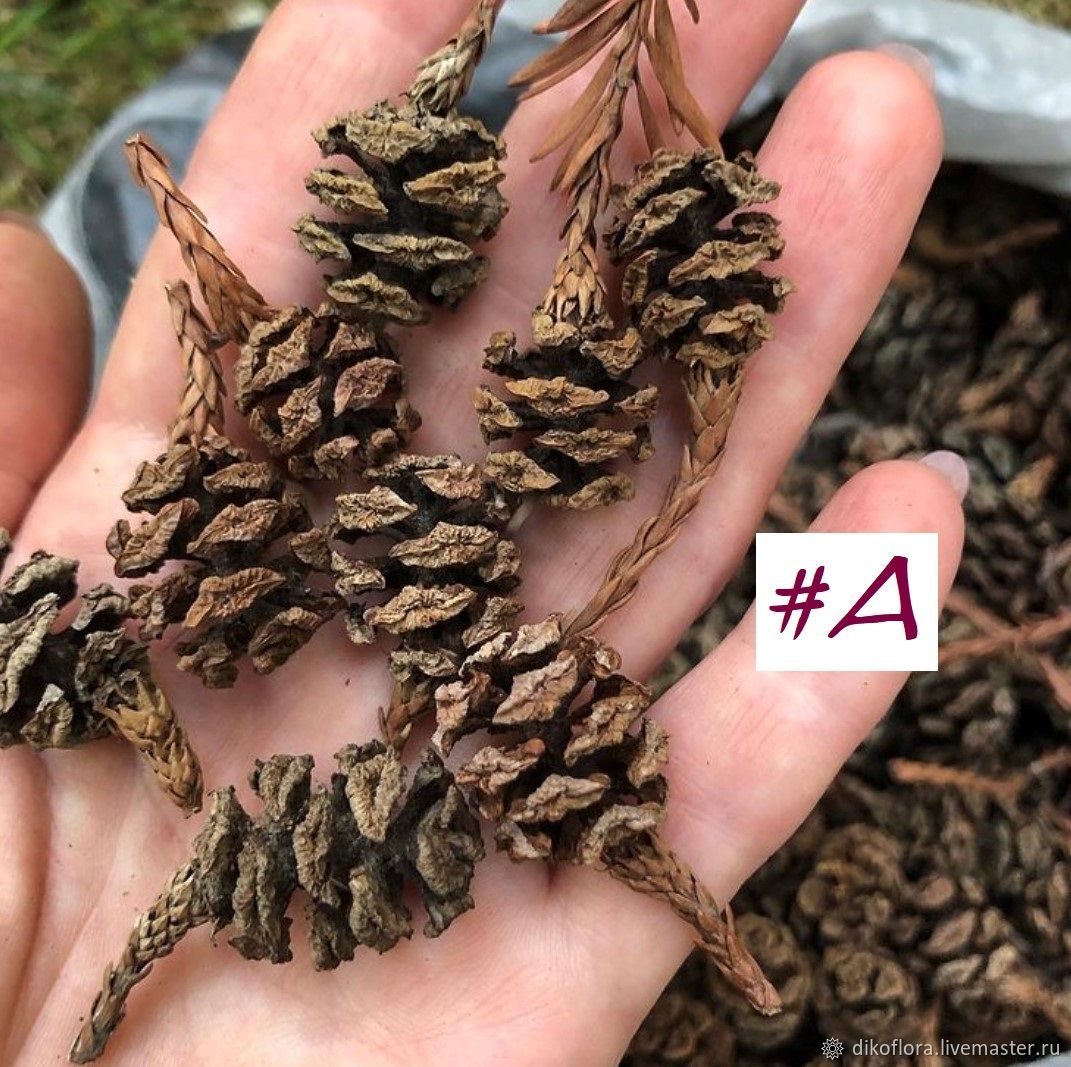 Шишки секвойи 50 шт купить в интернет-магазине Ярмарка Мастеров по цене ...