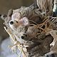 Granny Rat with baby rats. Dolls. Goog attik Laura 9437. My Livemaster. Фото №6