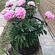 Garden support for flowers (peonies, hydrangeas) and currant bushes, Figurines, Vitebsk,  Фото №1